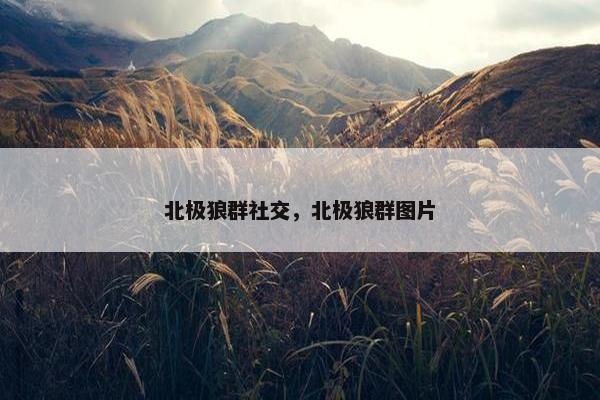 北极狼群社交，北极狼群图片