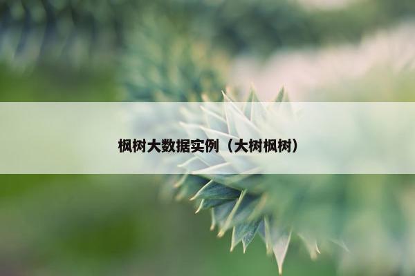 枫树大数据实例（大树枫树）