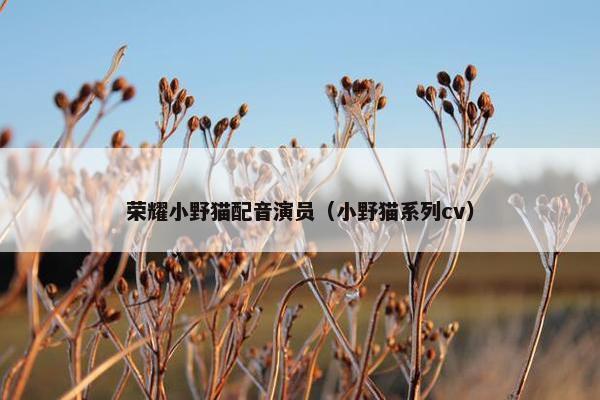 荣耀小野猫配音演员（小野猫系列cv）